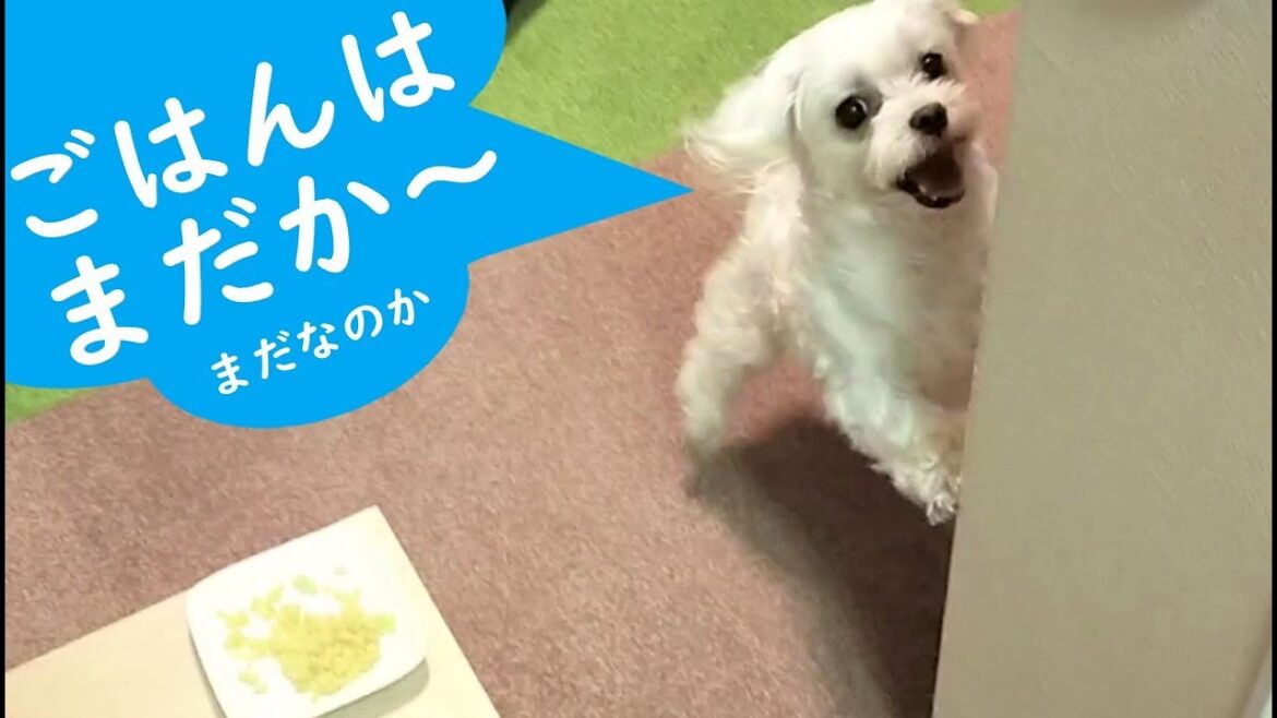 目の前のご飯に気付かず催促する天然ぶりが可愛すぎた元保護犬マルチーズ