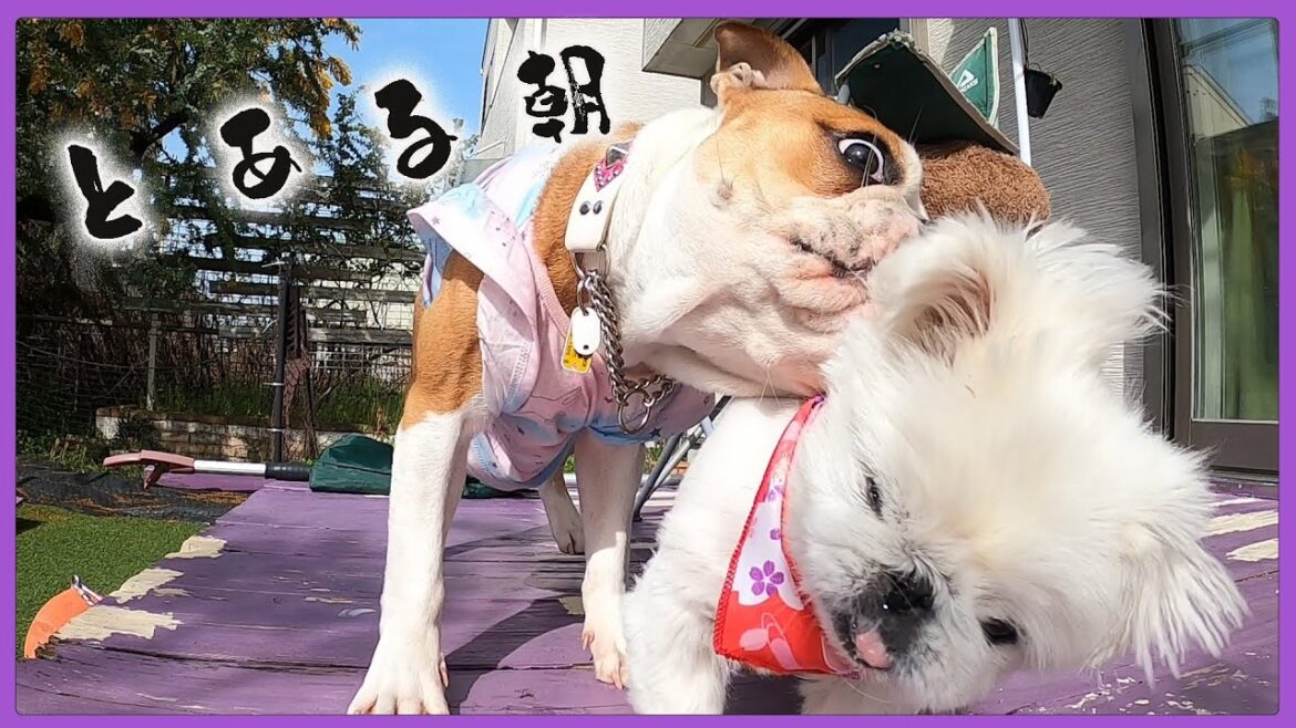 BBAのメンタル崩壊中… 2匹の可愛い朝で口直しお願いします! BBAのメンタル崩壊中… 2匹の可愛い朝で口直しお願いします!