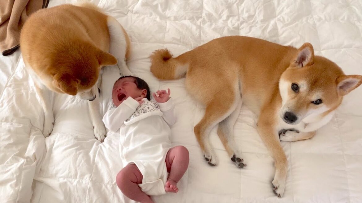 赤ちゃんに「母性丸出し」な柴犬2頭にほっこり♡