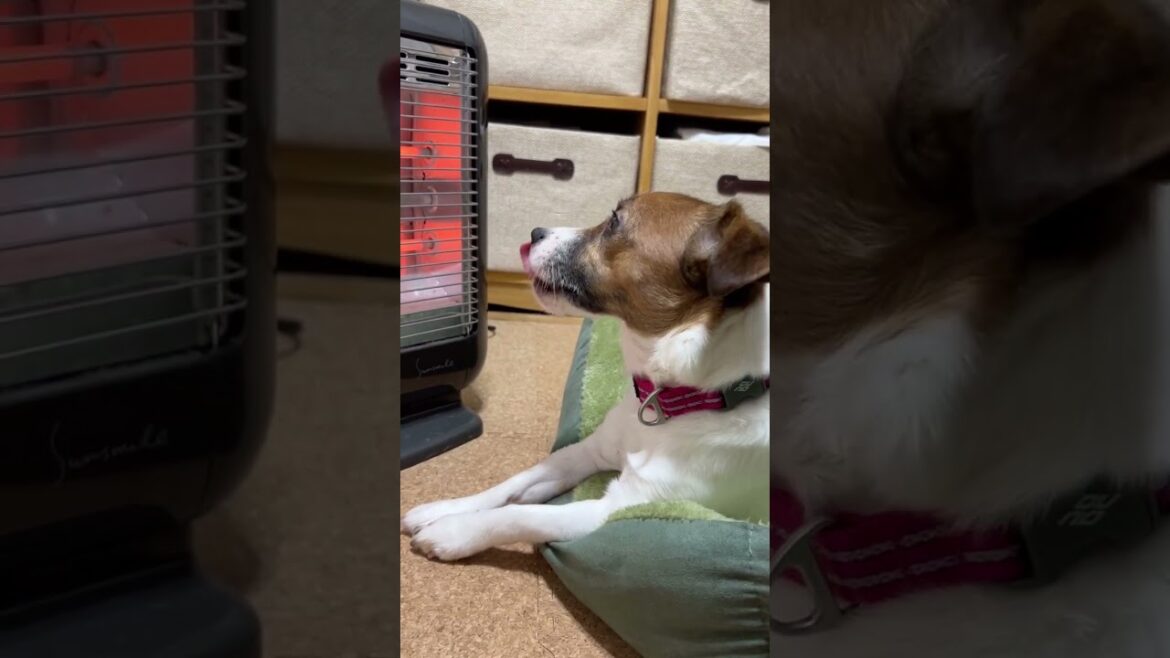 ストーブをこよなく愛する犬。ジャックラッセルテリアのさくら。#Shorts