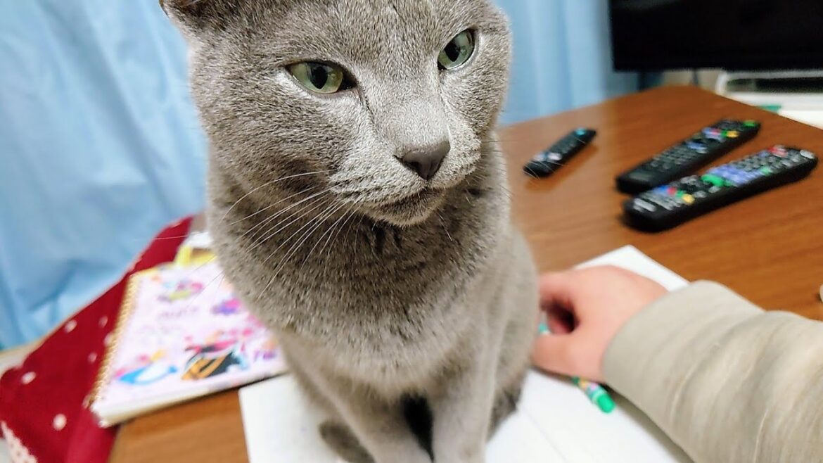 【猫動画】嫁がノートを広げると邪魔をするロシアンブルー【russianbule】Russian blue that rides on when you open the notebook 【猫動画】嫁がノートを広げると邪魔をするロシアンブルー【russianbule】Russian blue that rides on when you open the notebook