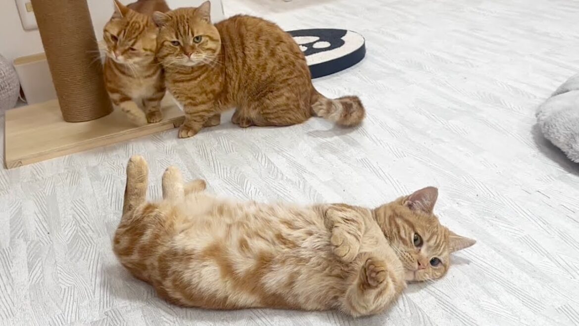 茶々パパにあそぼアピールするちゃーぼーと直接頭突きしにいくちゃびくん