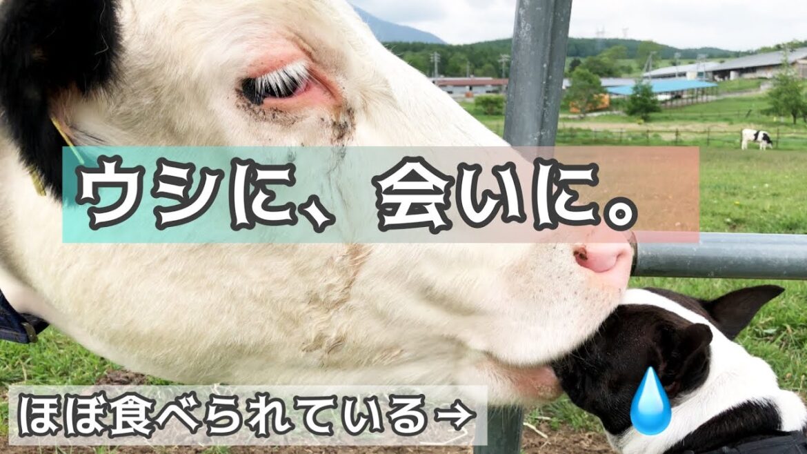 牧場で愛する牛に打撃を受けるボストンテリアきいろさん