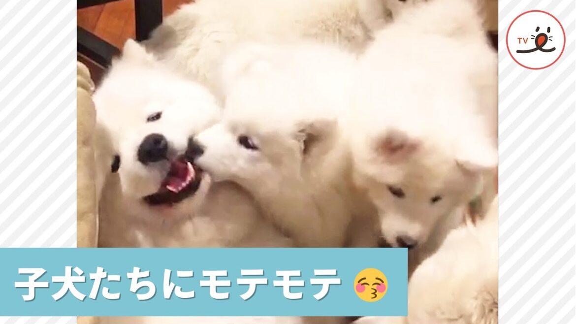 子サモエドたちに、もみくちゃにされる大人ワンコ❤️ まんざらでもない様子が…😚🎶【PECO TV】