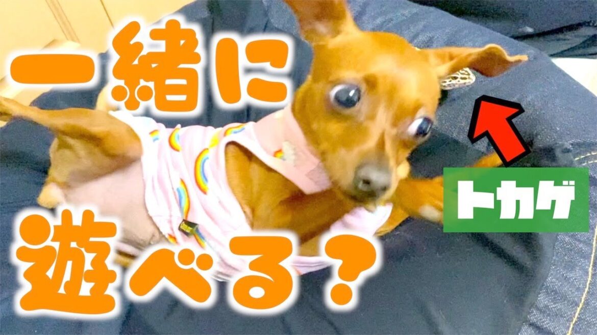 小さいトカゲと遊んでかわいい反応する子犬【ミニチュアピンシャー・保護犬】
