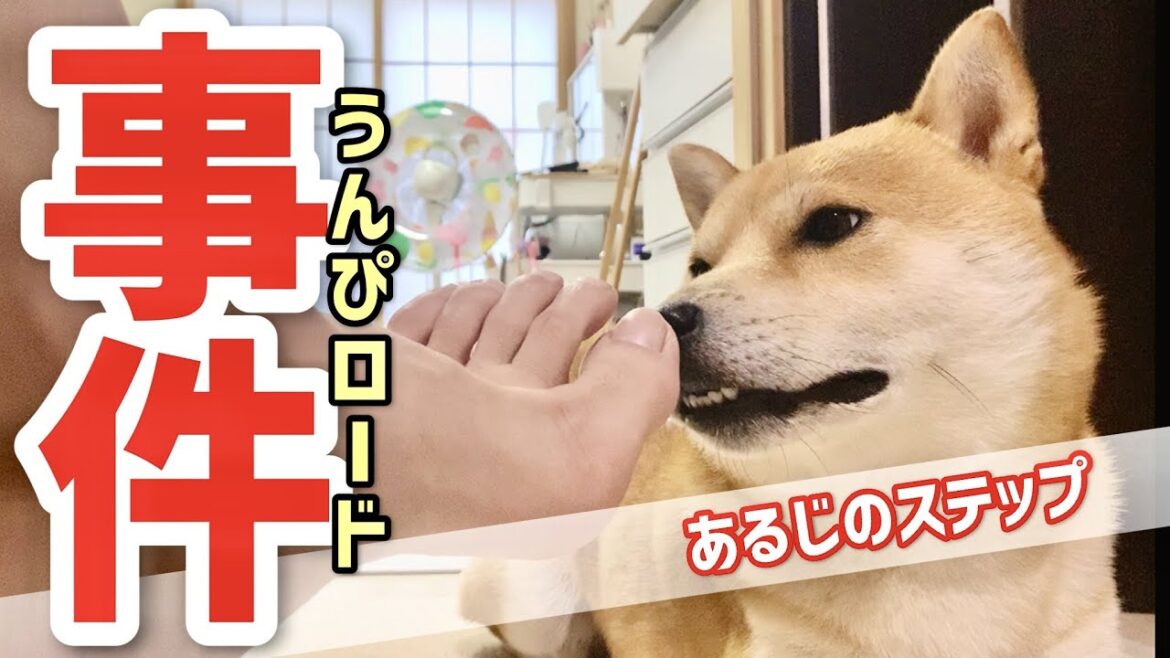【柴犬こむぎ】混じり合う２つの危険！？あるじのステップ封印を目論んだ日の三浦海岸ジブリ【あるじのステップ】