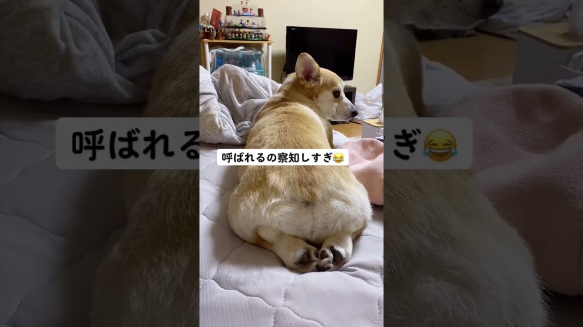横目で見て呼ばれ待ち😂#くきたん #コーギー #shorts