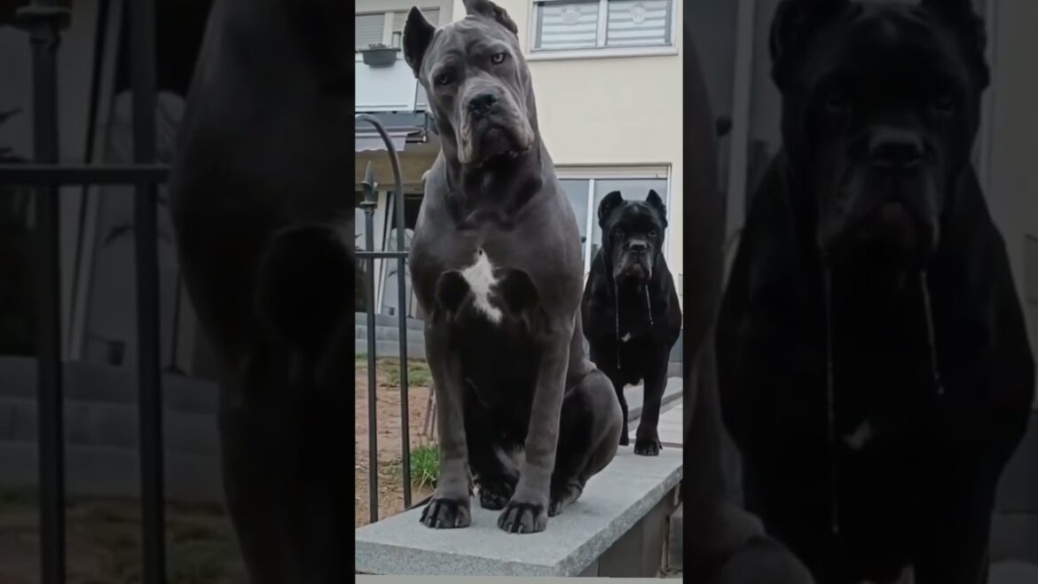😱Cane Corsos|#shorts #shortsyoutube #pets