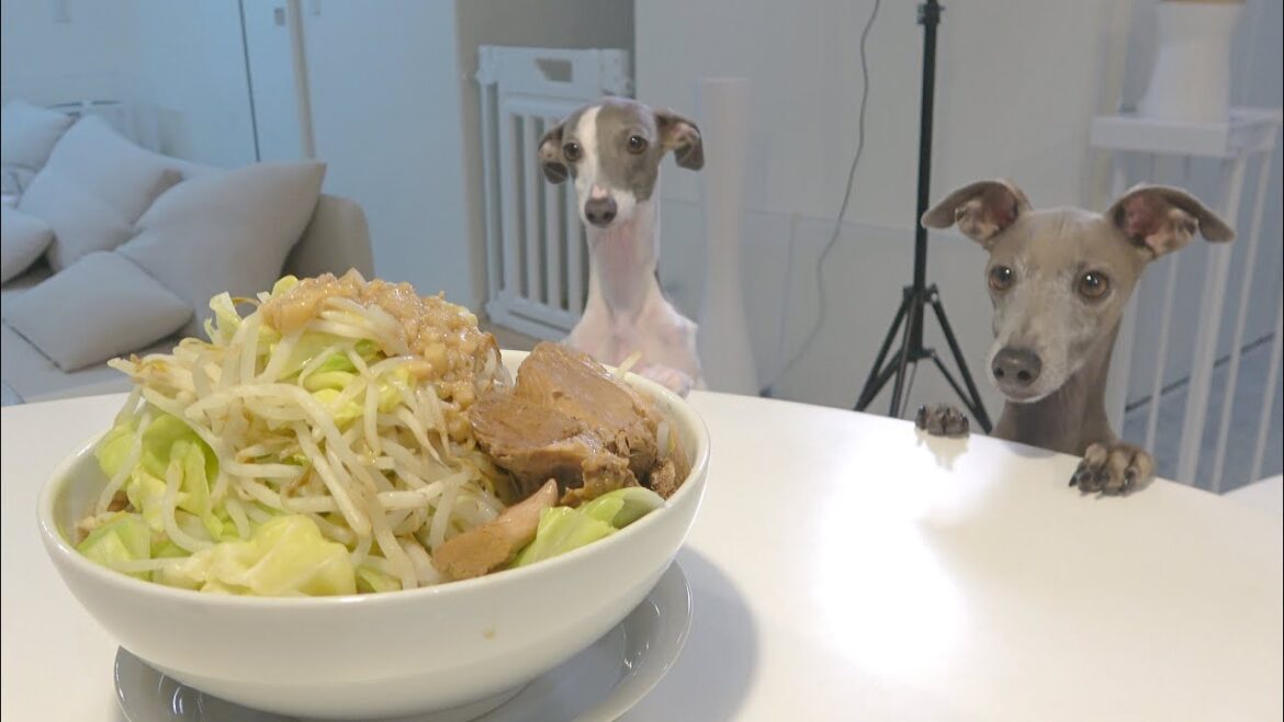 犬も一緒に食べられるラーメン作ってみたwww【イタグレ】