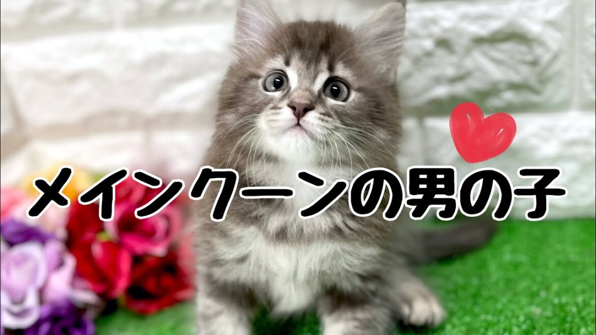 メインクーンの子猫　（和歌山）