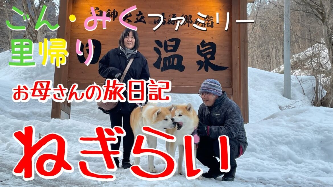 ごん・みくファミリー里帰り 母さんの旅日記 【ねぎらい】　秋田犬【ごん・みく チャンネル】