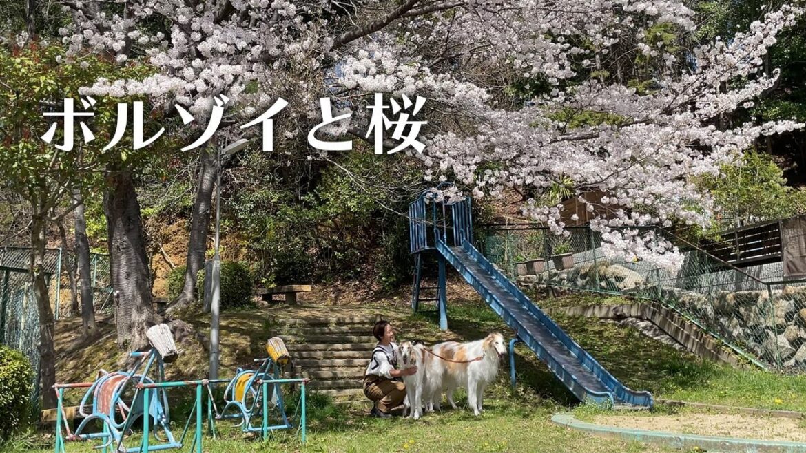 【ボルゾイと桜】今年も綺麗な桜を我が子達とゆっくりのんびり楽しんできました。
