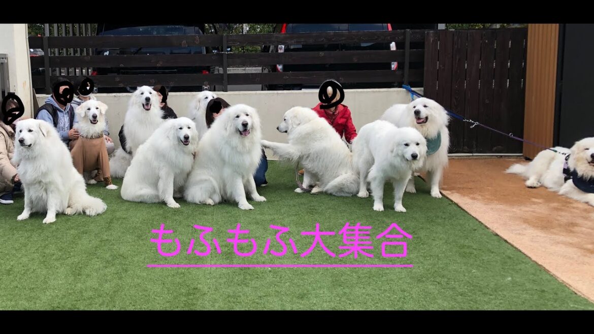 白いもふもふ大集合　グレートピレニーズ の誕生会