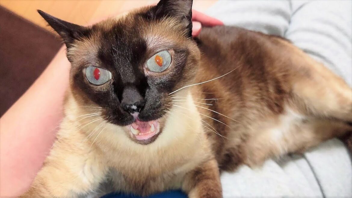 膝で寝てたシャム猫を下ろそうとしたら大激怒されておっかない事に🤪