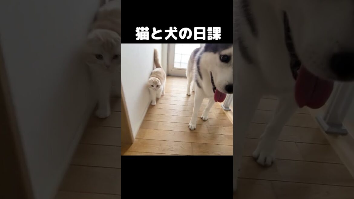 家の見回りする猫と犬がかわいすぎる...#猫 #cat