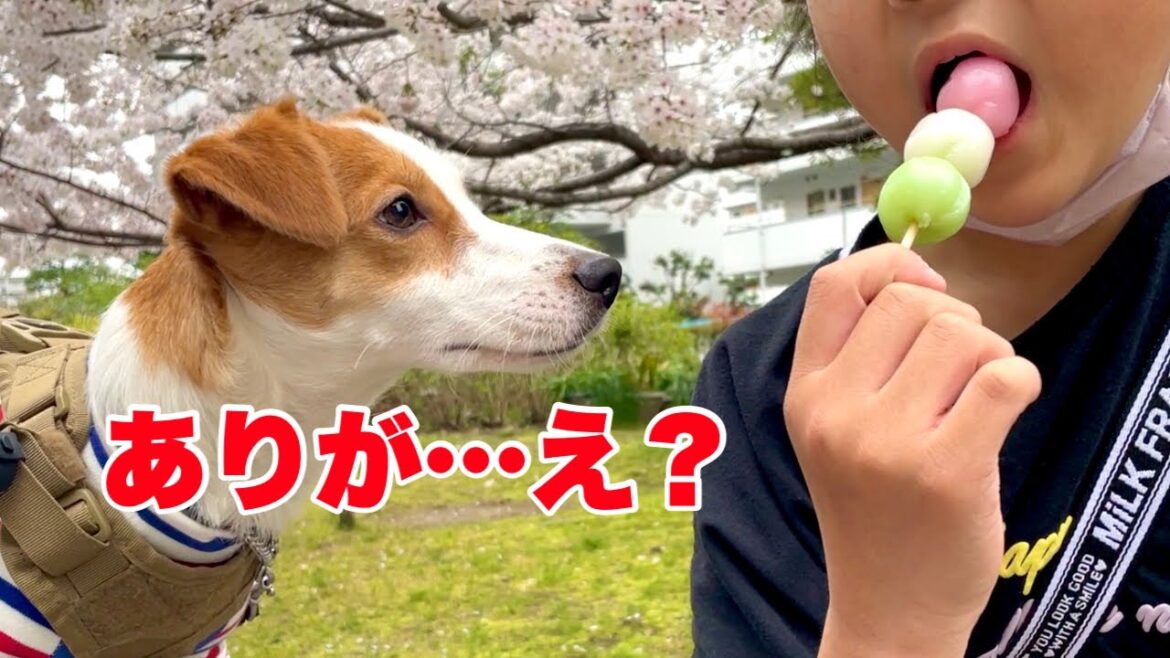 【花より団子】お花見で期待を裏切られる犬［しゃべる犬 ジャックラッセルテリア］