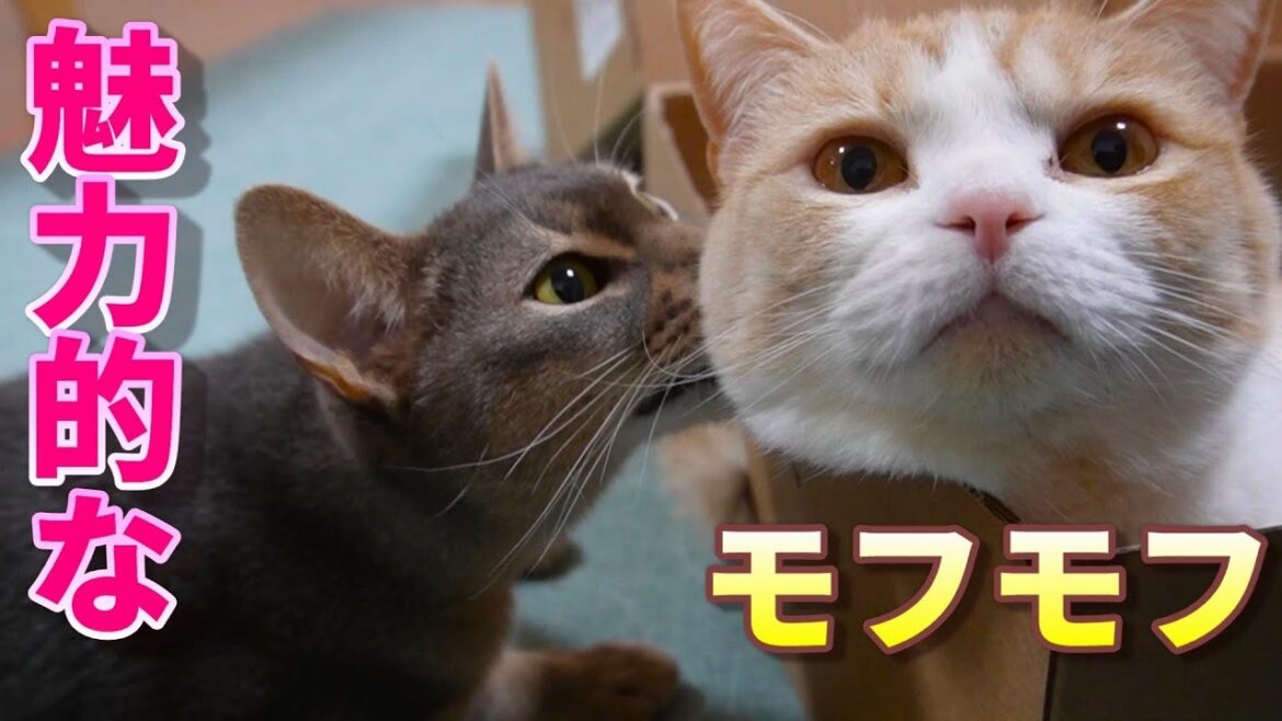 絶対触りたくなる!?魅力的なモフモフ【スコティッシュフォールド】【アビシニアン】