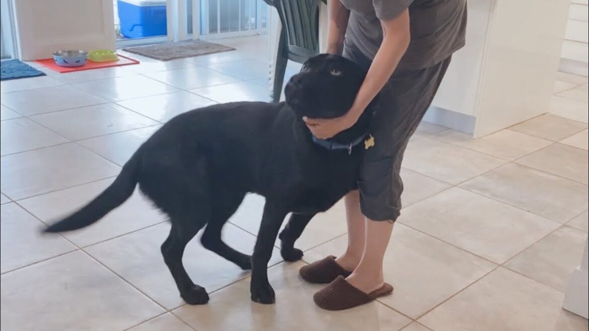 パパとママであからさまに態度を変えるラブラドールレトリバー子犬【黒ラブ】