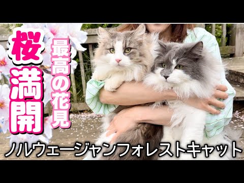 桜満開の公園でノルウェージャン兄弟と遭遇したらどうなると思う⁉️ 桜満開の公園でノルウェージャン兄弟と遭遇したらどうなると思う⁉️