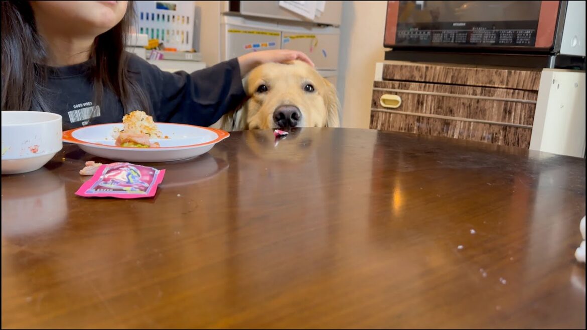 撫でられたいのか、ご飯を狙ってるのか、娘のそばを離れない愛犬