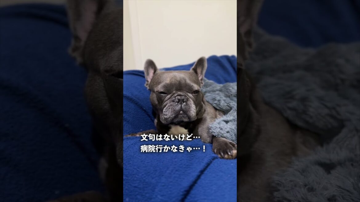 顔が異常に四角い犬 #shorts