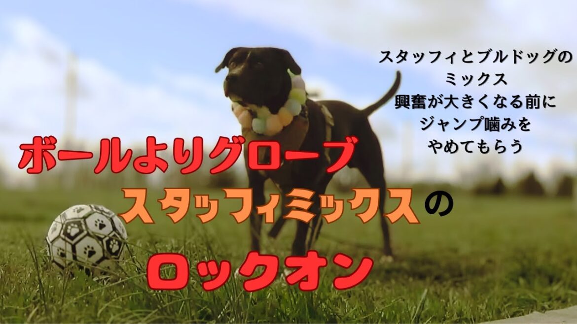 【staffy mix 】ボールよりもグローブにロックオン　飛びつきながら手を狙ってくる犬＃スタッフォードシャーテリアミックス
