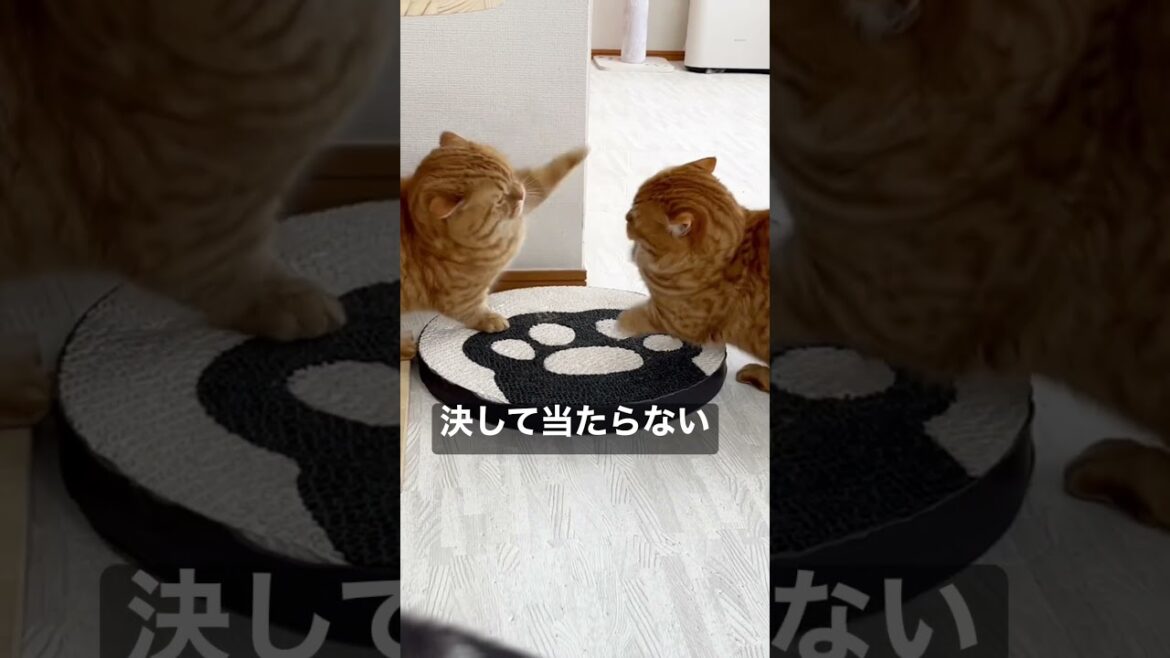 マンチカンのパンチは決して当たらない！PART II #shorts