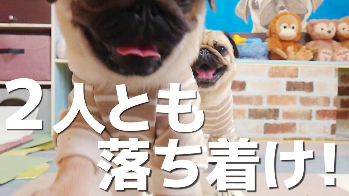 パグの兄弟にお揃いの服を買ったのに暴れすぎて写真がブレまくりでしたｗｗｗ｜今日もトンネル運動会やってます｜パグのぺろぽん兄弟pug犬｜