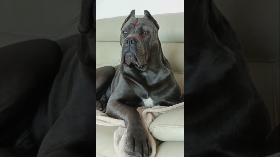 Cane Corso breed information #shorts Cane Corso breed information #shorts