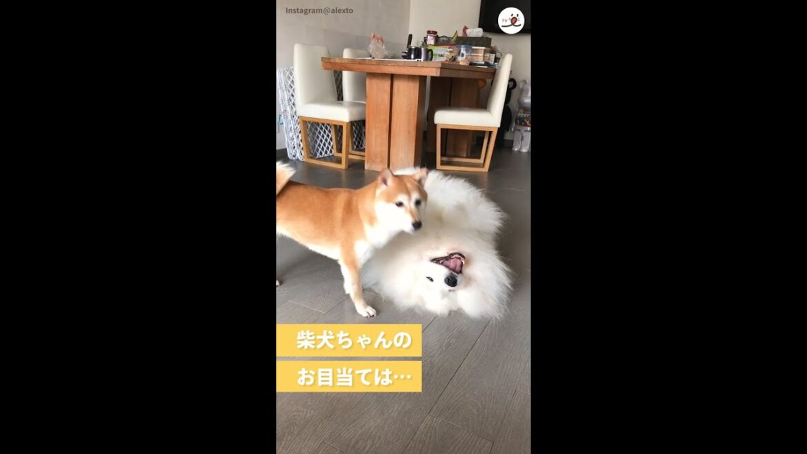 柴犬ちゃんのお目当ては…サモエド君のモフ毛！？