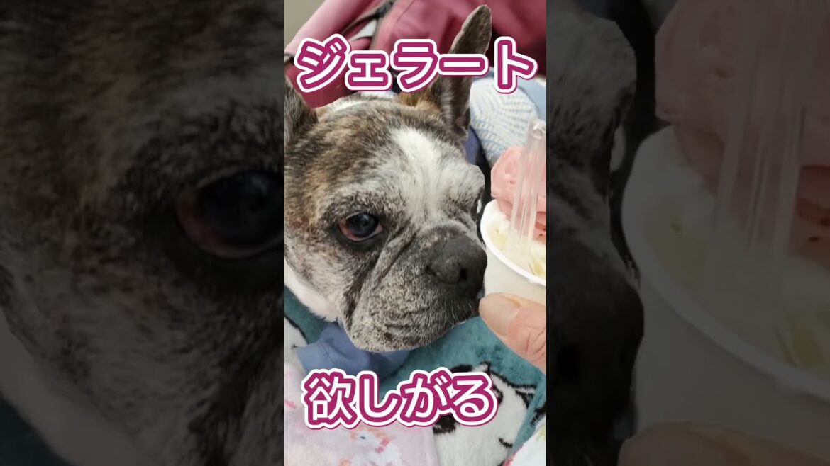 French Bulldog Chobo 花より団子♪ #フレンチブルドッグ #14歳のわんこ #花見 #お蕎麦 #ジェラート#shorts