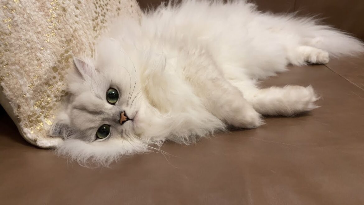 ソファや椅子から絶対どかないワガママ猫がかわいい笑