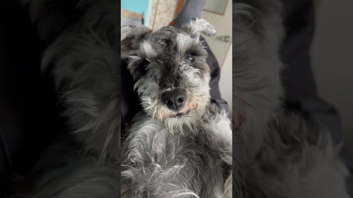 また脱走して怒られたけど、反省の色が無い犬。ミニチュアシュナウザーひじき