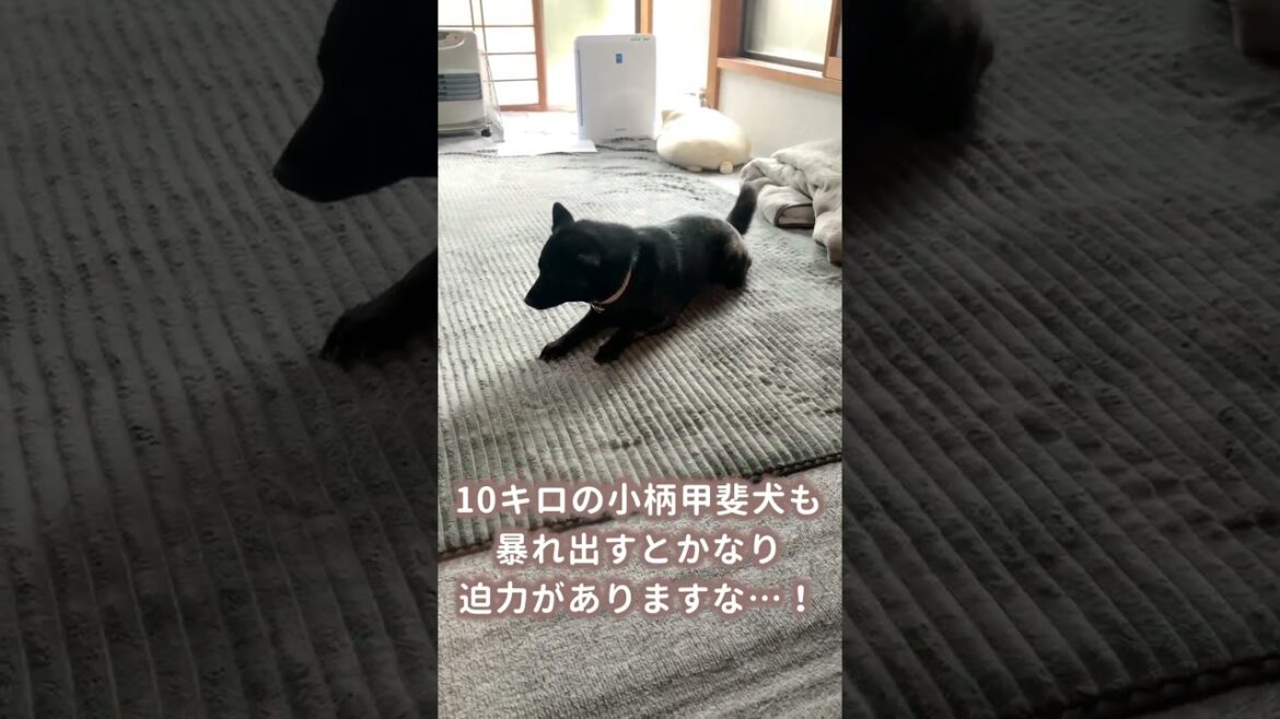 【甲斐犬】小柄な女の子甲斐犬も、家の中で全力ダッシュすると凄い迫力…！