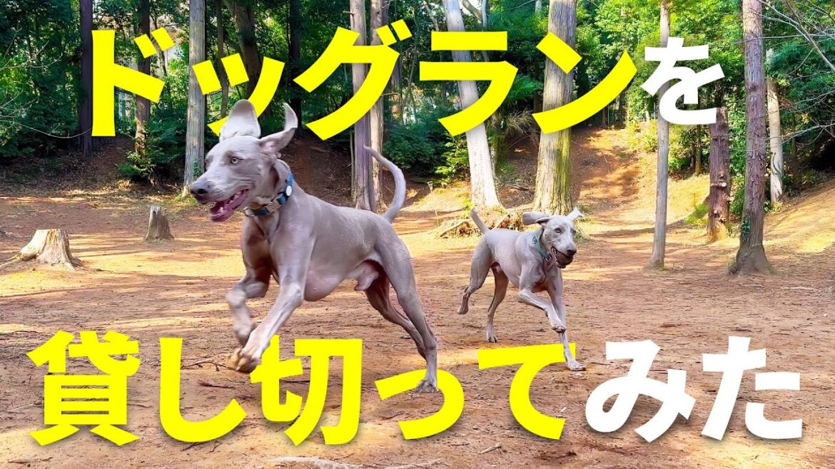 森の中のドッグランを貸し切ったら全てがとにかく最高すぎた！