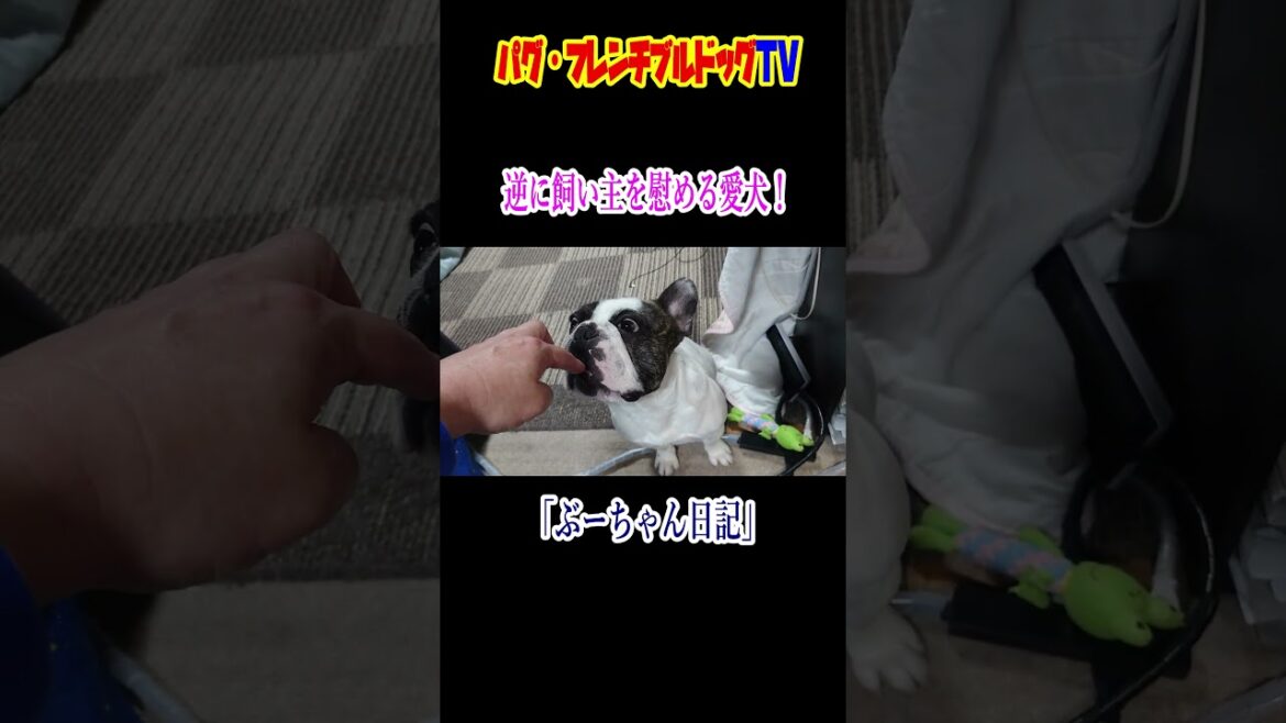 逆に、飼い主を慰める飼い犬　フレンチブルドッグ『ぶーちゃん日記』