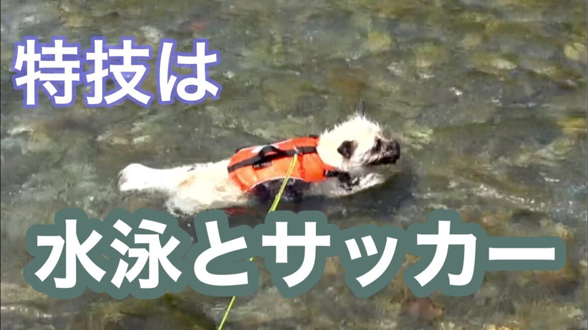 【スポーツ万能ワンコ】ケアーンテリアとパグのハーフ犬、ケアーンパグのまめ/ケアンテリア/パグ/ケアーンパグ/ハーフ犬/まめ散歩/