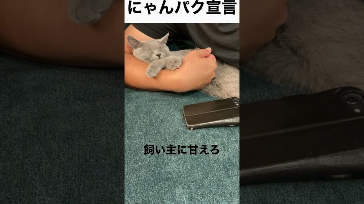 【にゃんパク宣言】猫のいる生活【続編】#shorts #ブリティッシュショートヘア #cat #kucing
