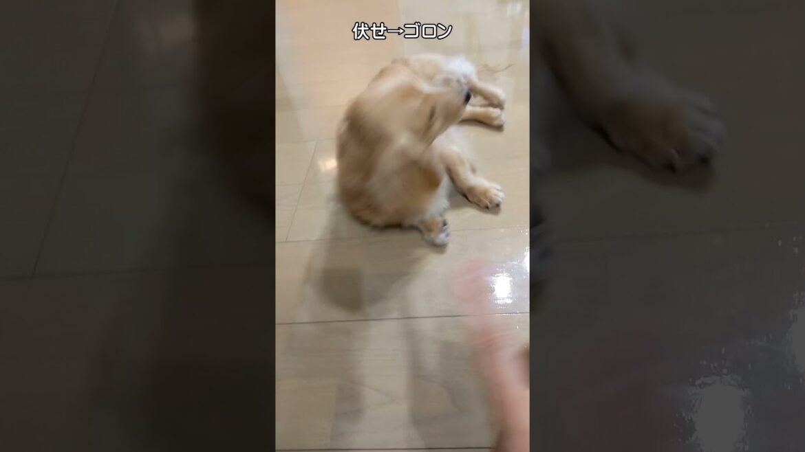 この犬、天才すぎひん？｜ミニチュアダックスフンドのかわいい日常 #shorts