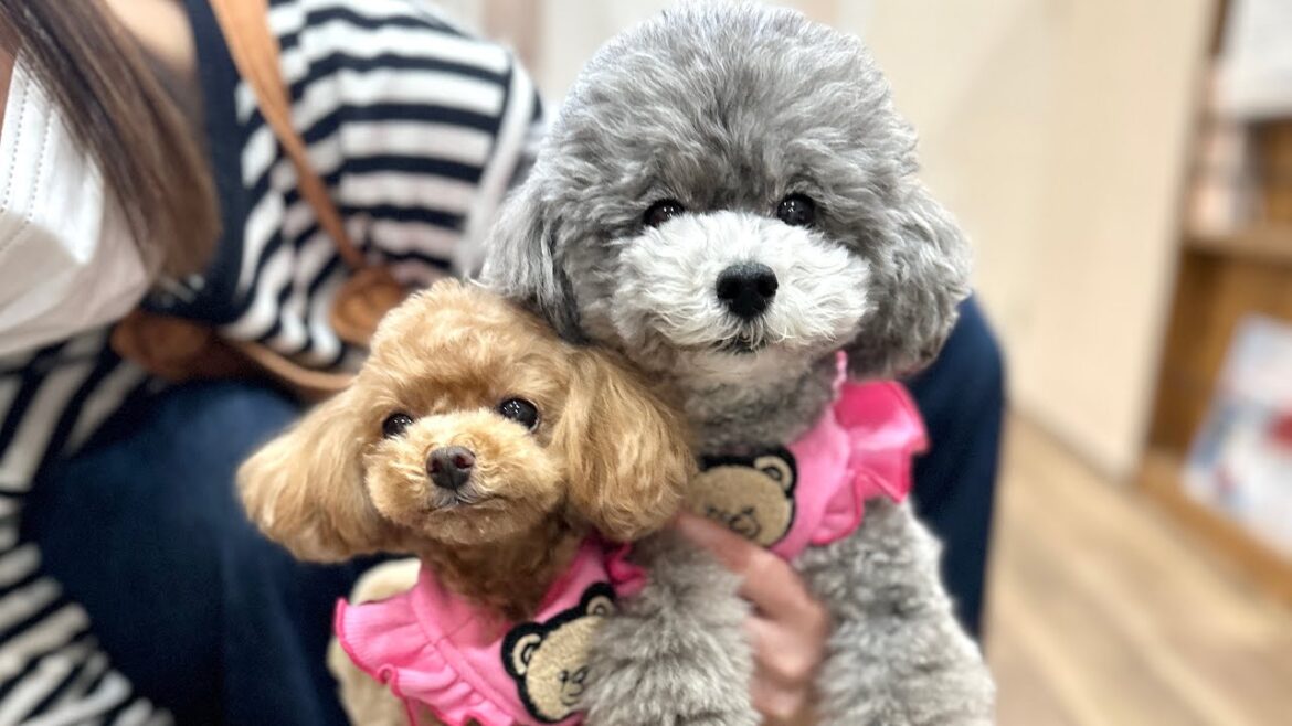中身も双子になってきたトイプードルたち【トイプードルのコロン】