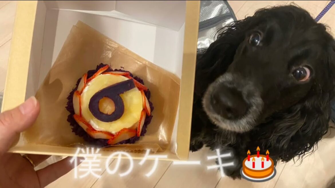 ロク6歳のお誕生日会【イングリッシュコッカースパニエル】仲良し5わんでお祝い【ダンロ&ルゥ】