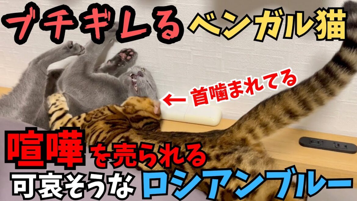 【衝撃】ベンガル猫とロシアンブルーの喧嘩が激しくて眠れません...