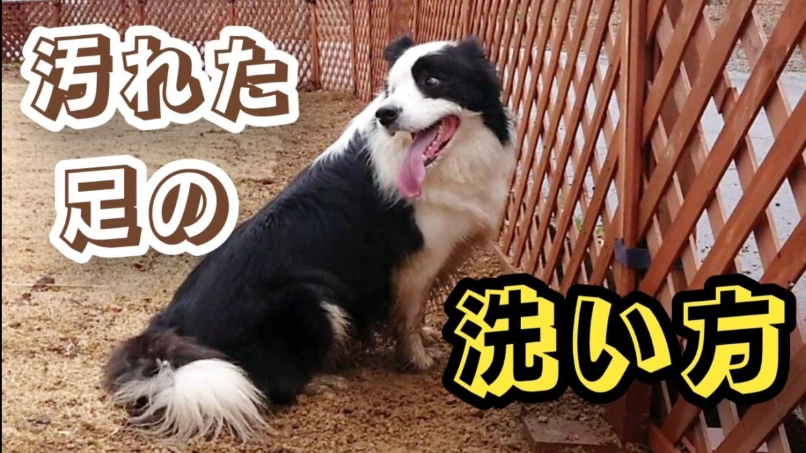 汚れた足の洗い方が特別な犬【ボーダーコリー】