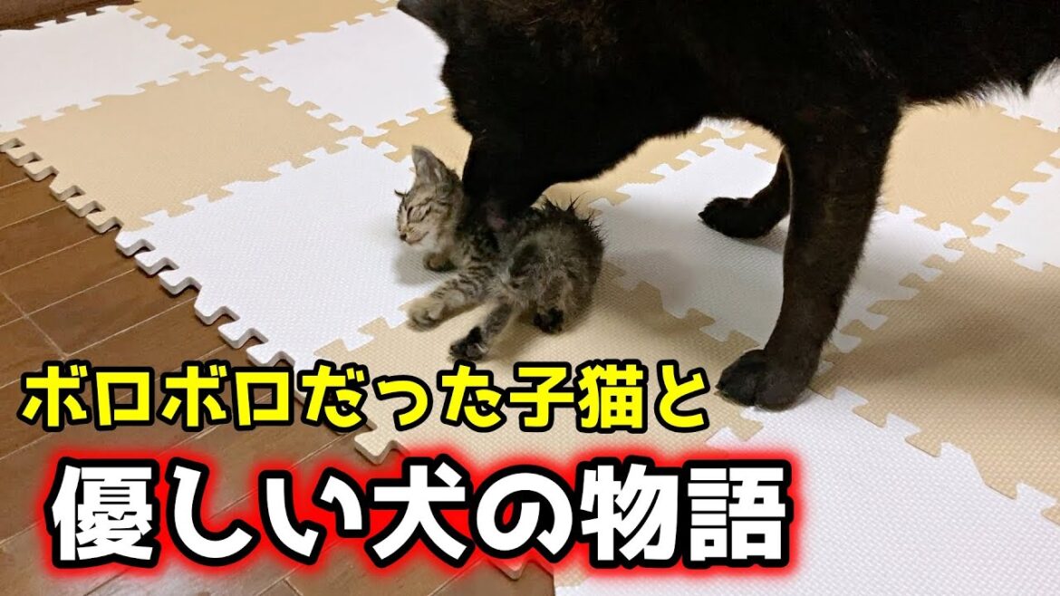 ボロボロだった子猫と甲斐犬一休の感動物語
