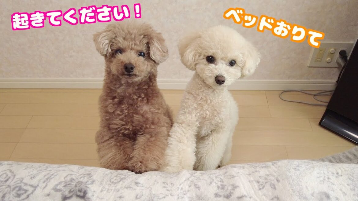 ベッドで昼寝しようとするママを必死に起こそうとする兄妹犬が可愛かった