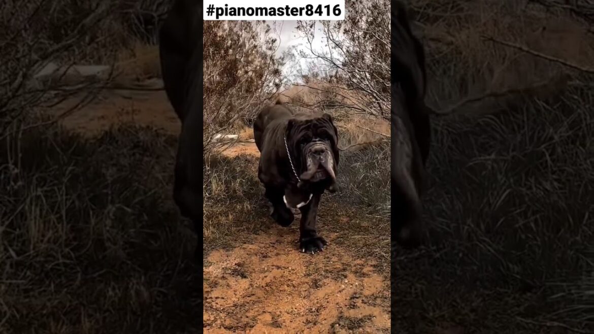 Neapolitan Mastiff 😱😱|| #shorts #youtubeshorts #shortvideo #short