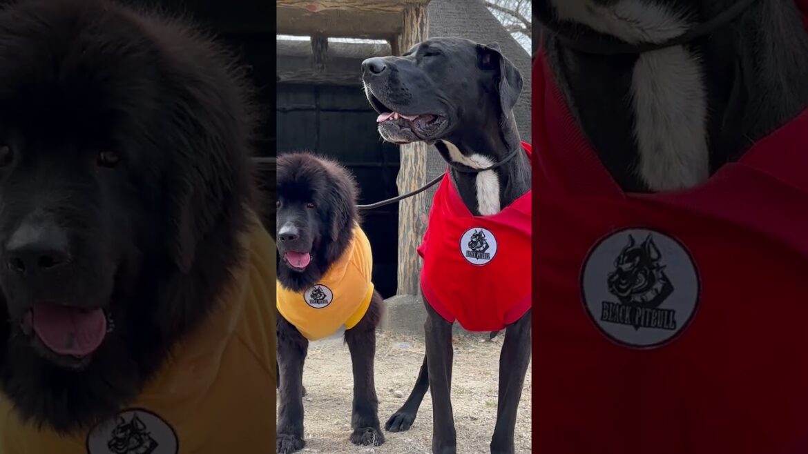ブラック ピットブル👕👚 超大型犬 ニューファンドランド ボス君 グレートデン クィーンちゃん 大型犬 保護猫 多頭飼育 渡辺ボス 犬好き 猫好き 動物好き