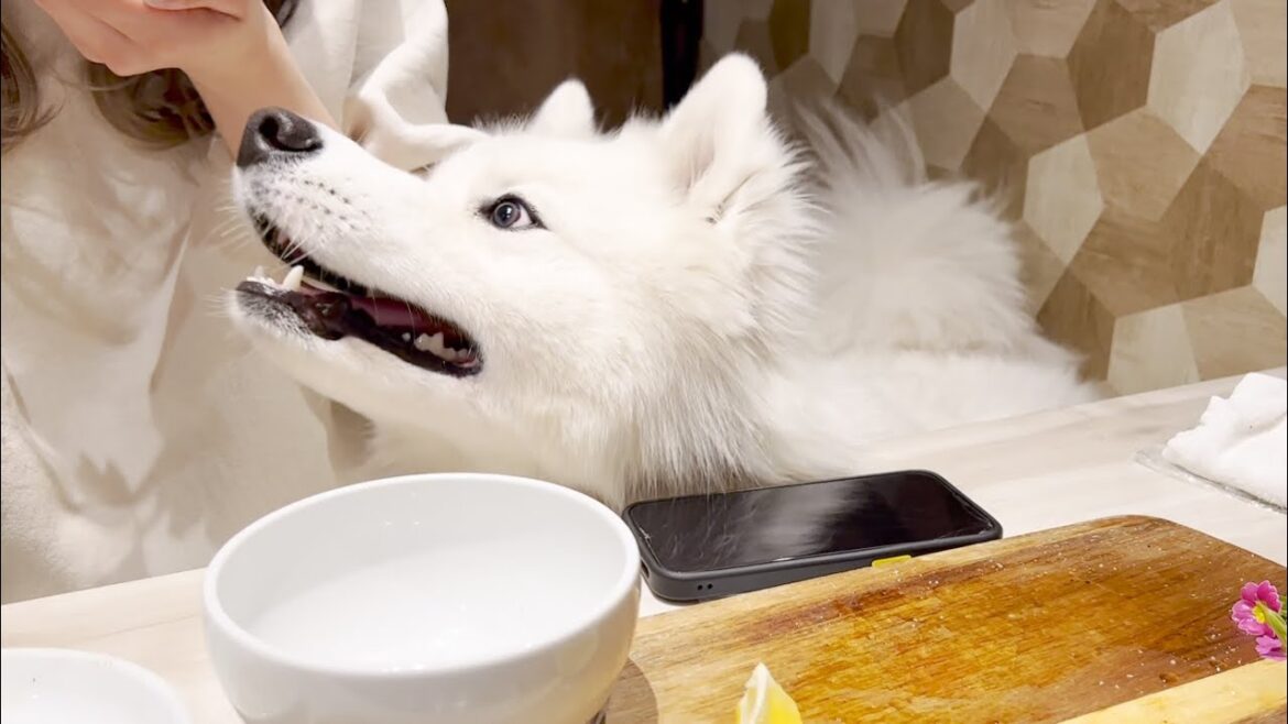 まだ食べ足りない犬がお肉をおねだりする様子が可愛すぎる【サモエド】