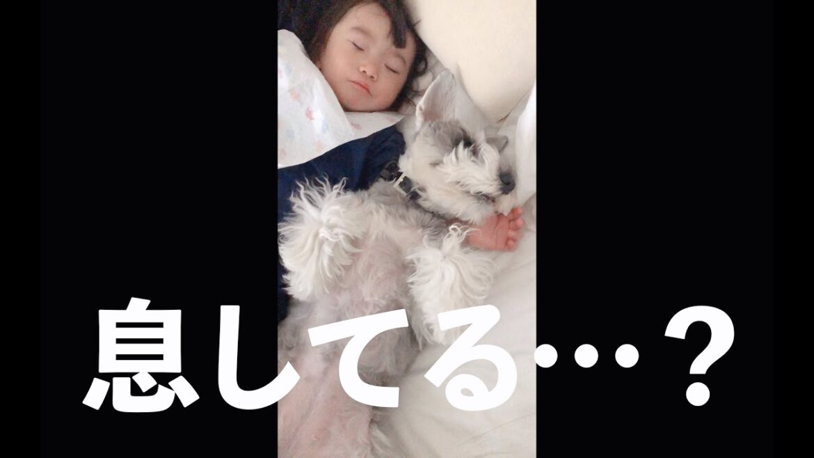 【まさかの】犬の頭が見当たらないと思ったら…【シュナウザージジトト】 #Shorts