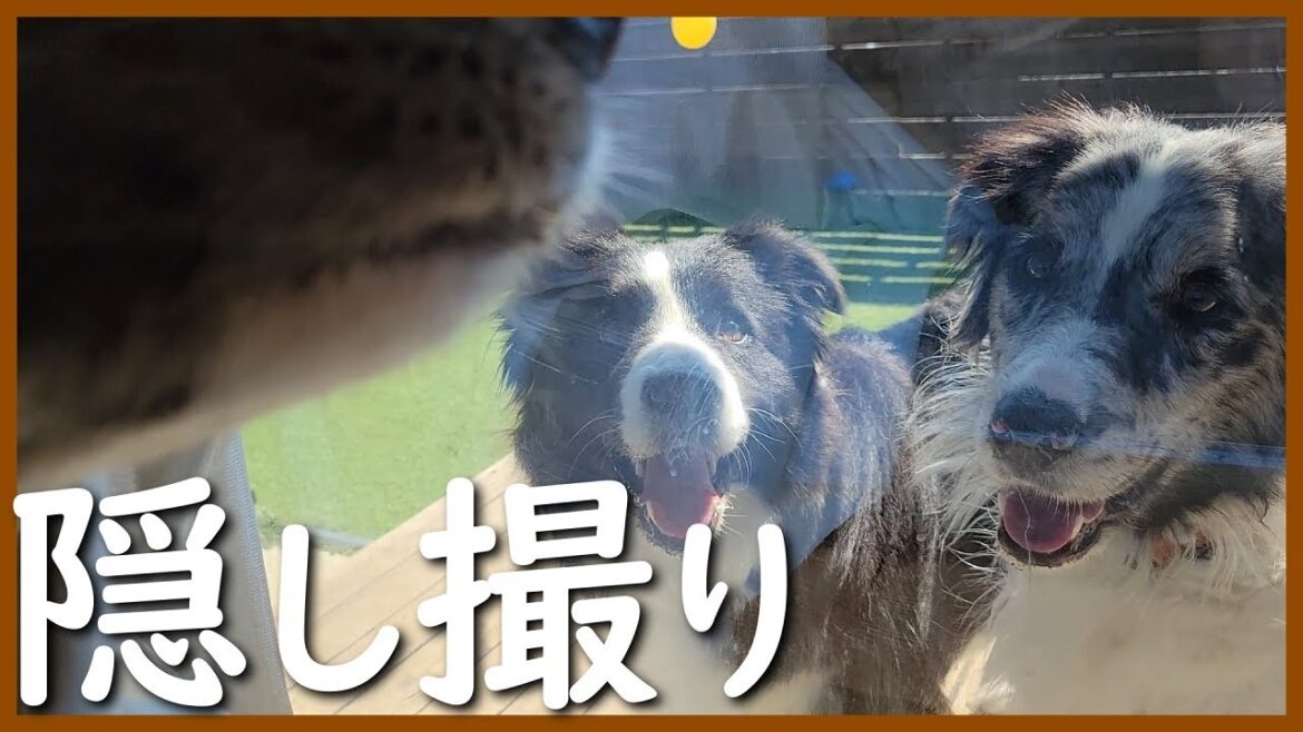 カメラ前では見せない姿が撮れました😆【ボーダーコリー】